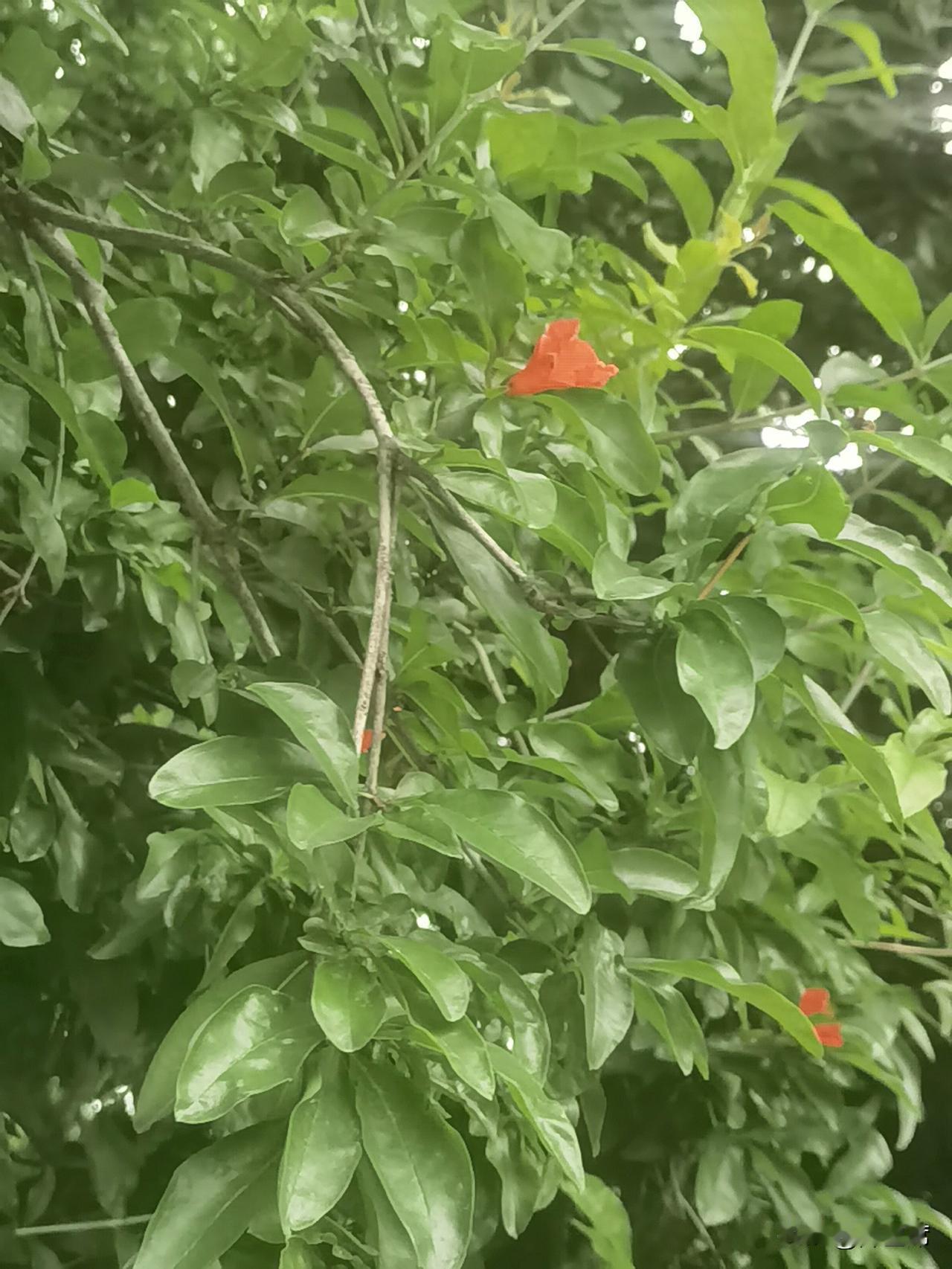 夏日爱好打卡赞美石榴花的诗句中，王安石的“浓绿万枝红一点，动人春色不须多”堪称经