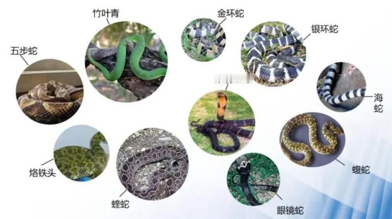 500亿元蛇产业远比想象的赚钱多了。很多卖这些蛇类、爬宠的，真的不害怕吗？我一个