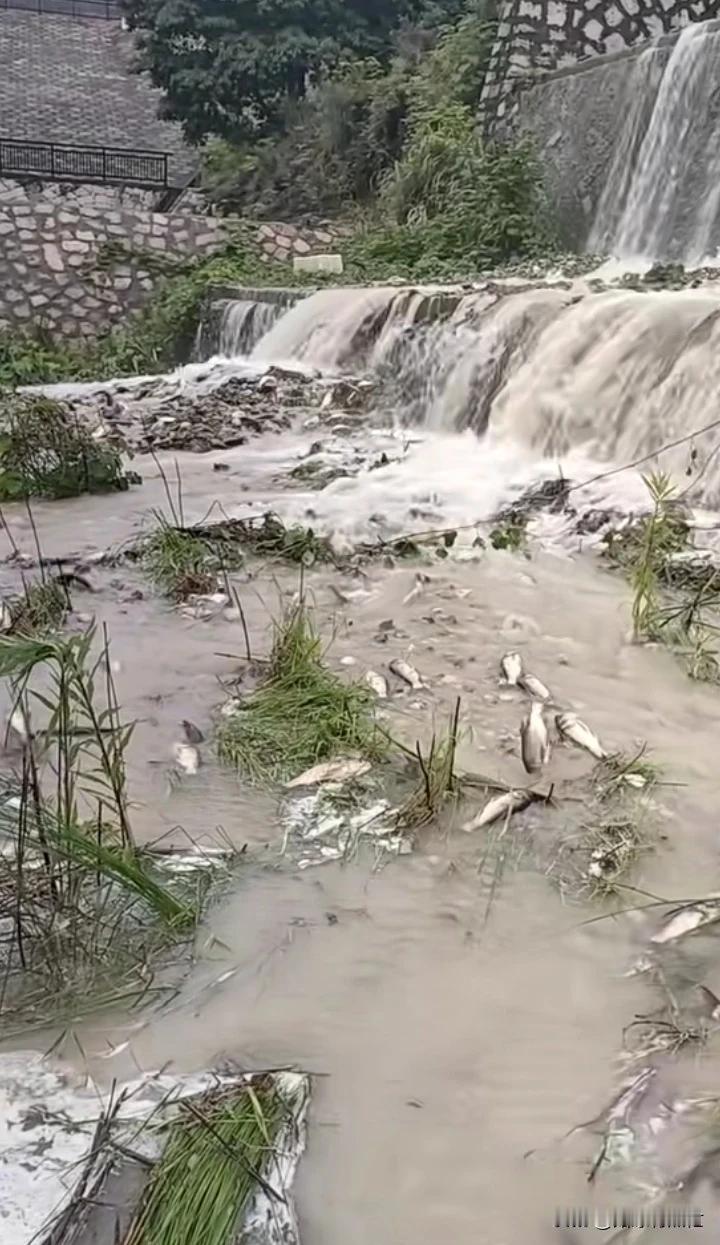 快来捡呀！好多好多鱼🐠🐠🐠