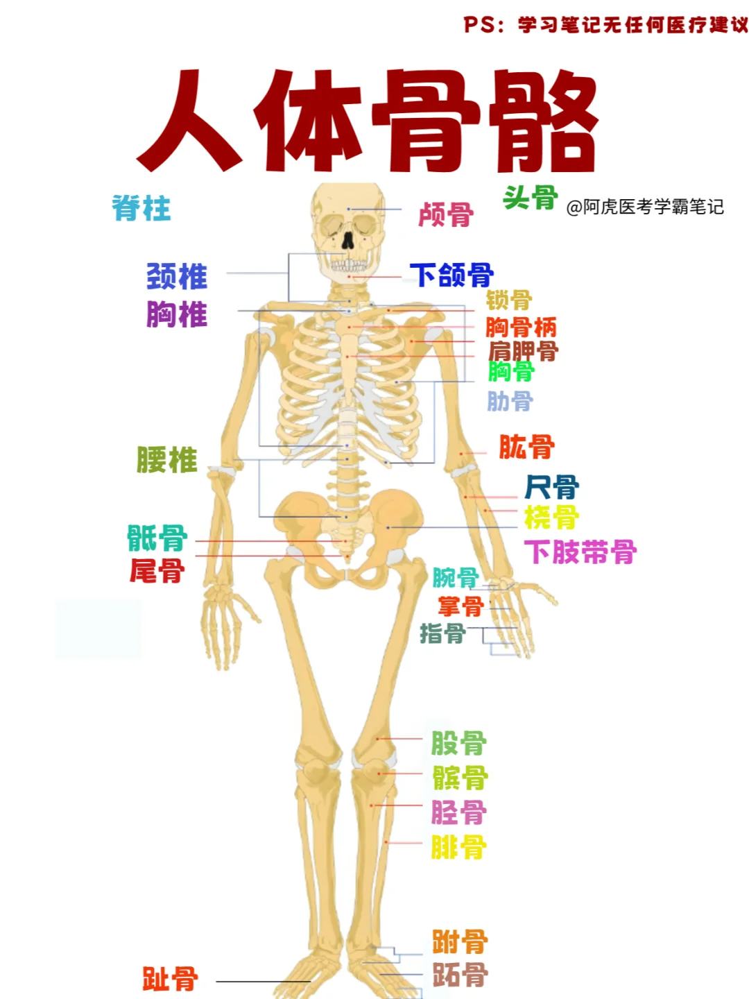 医学生笔记📒｜人体骨骼的分布👆