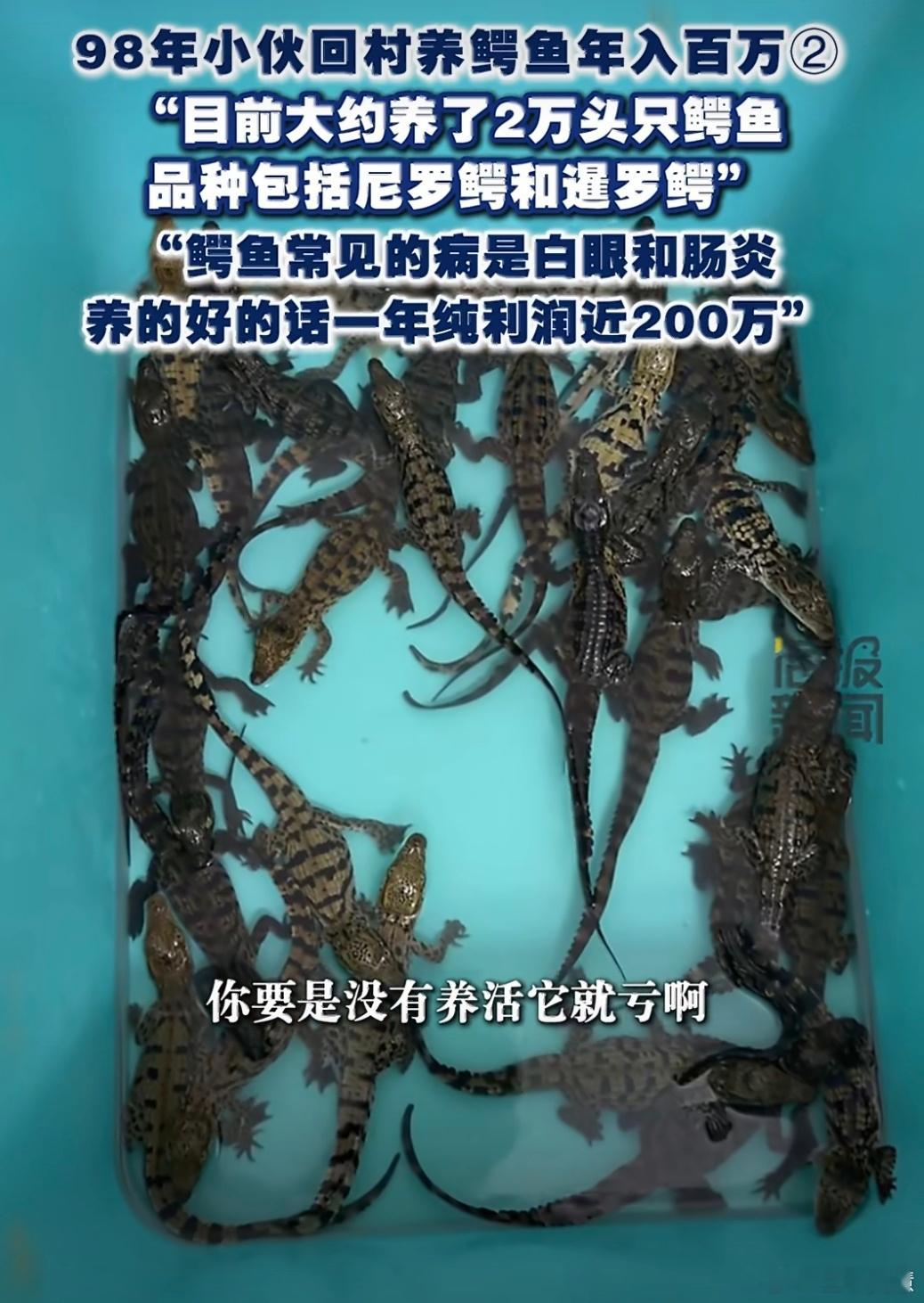 98年男生毕业回村养鳄鱼年入200万原来鳄鱼小时候长这样啊，还怪萌的，要养大得养
