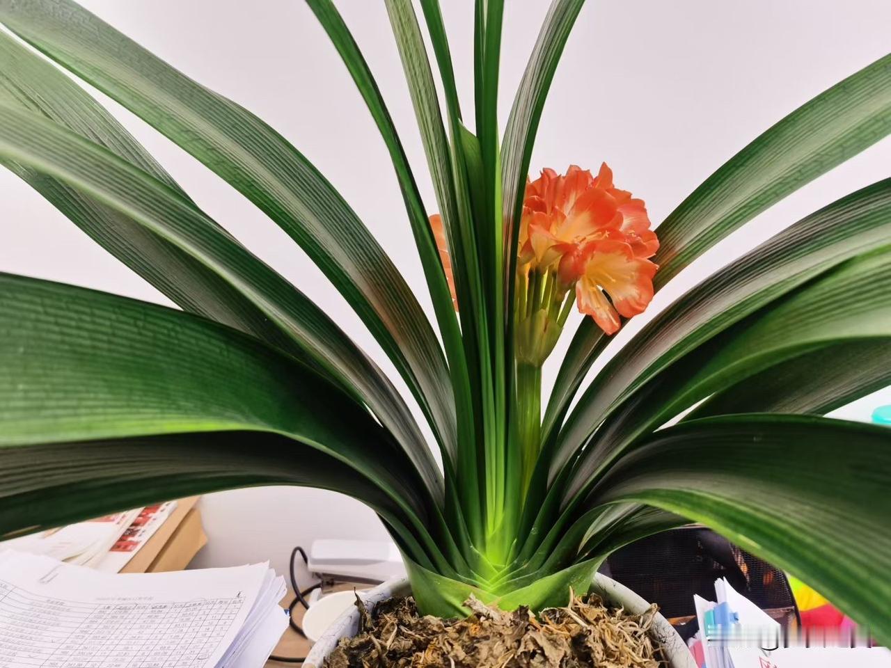 【小对联】
上：……？
下：兵王。