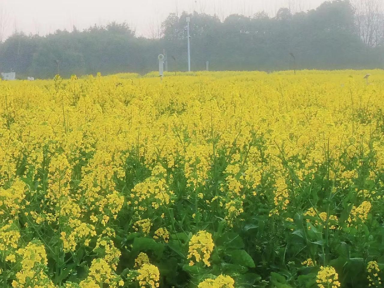 窗台上的绿萝又抽了新芽
我对着它数了三遍叶脉
像数你分享里未说完的话
 
工夫茶