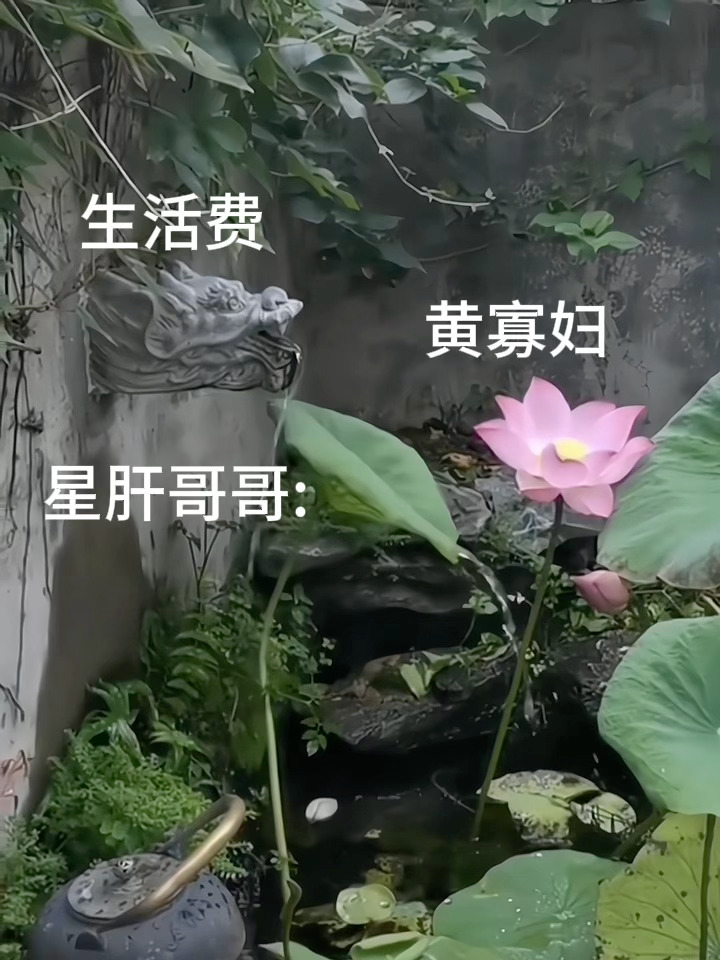 杏干哥哥养花 