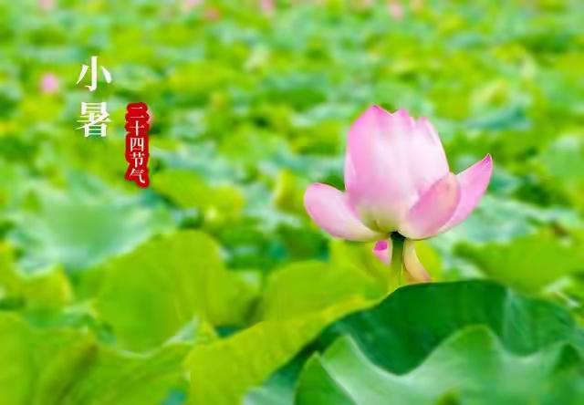 一骑红尘妃子笑，无人知是荔枝来。新丰绿树起黄埃，数骑渔阳探使回。霓裳一曲千峰上，