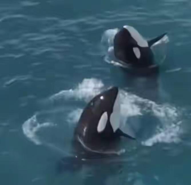 “动物保护”的悲歌！
Wikie和Keijo这对虎鲸母子被困在法国安提贝斯海洋公