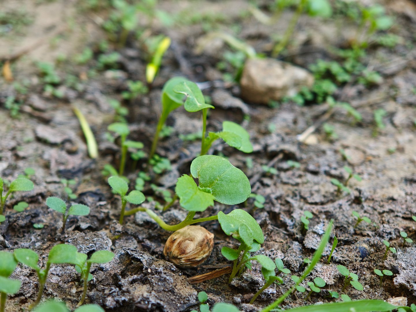 前几天下雨的时候在家楼下花坛里撒了一把野花籽现在陆续发芽了期待 9 月份新学期时