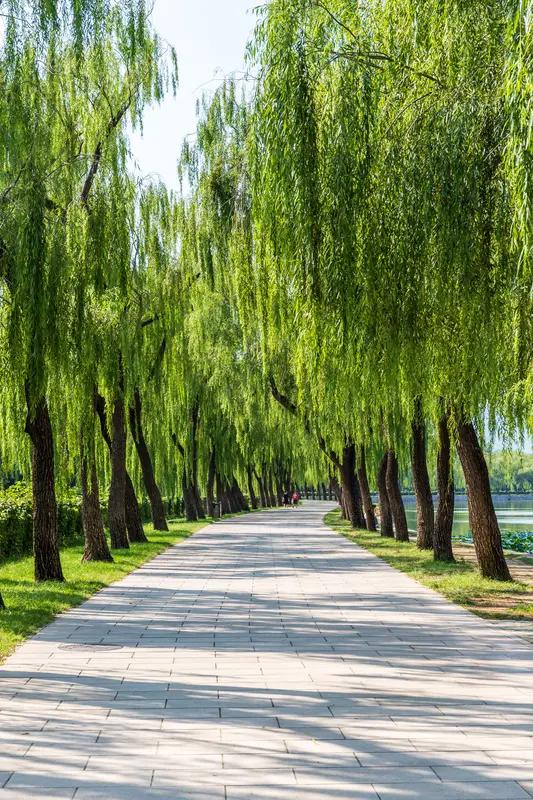 荷香迷静柳，邀您下联 看到“荷香迷静柳”这个上联，感觉画面超美，荷花香气弥漫，连