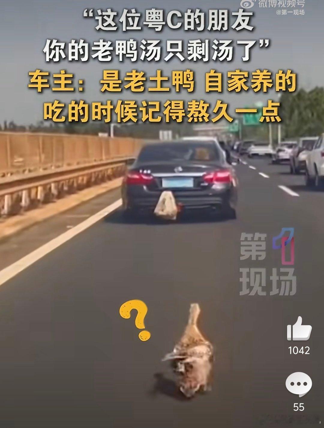 这位粤C车主你的鸭子掉了笑死我了，鸭子🦆：溜了溜了溜了 