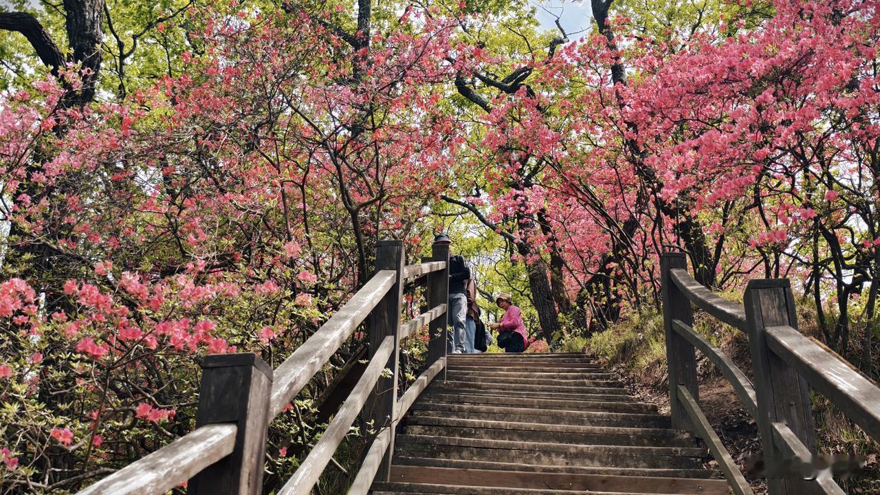 能分享你家乡的美景照吗盛开正艳的杜鹃花
