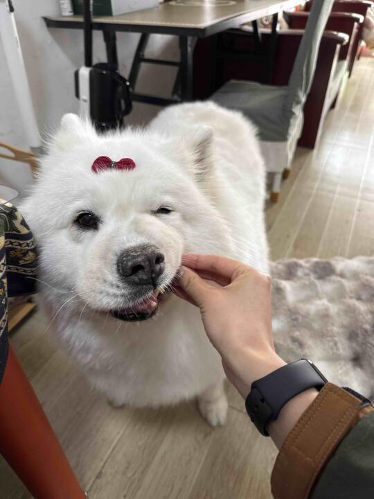 重要通知 猪咪 已翻新！