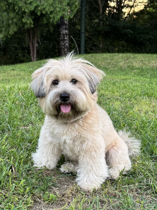 🐶快乐其实很简单 一片草坪和一群朋狗🐕