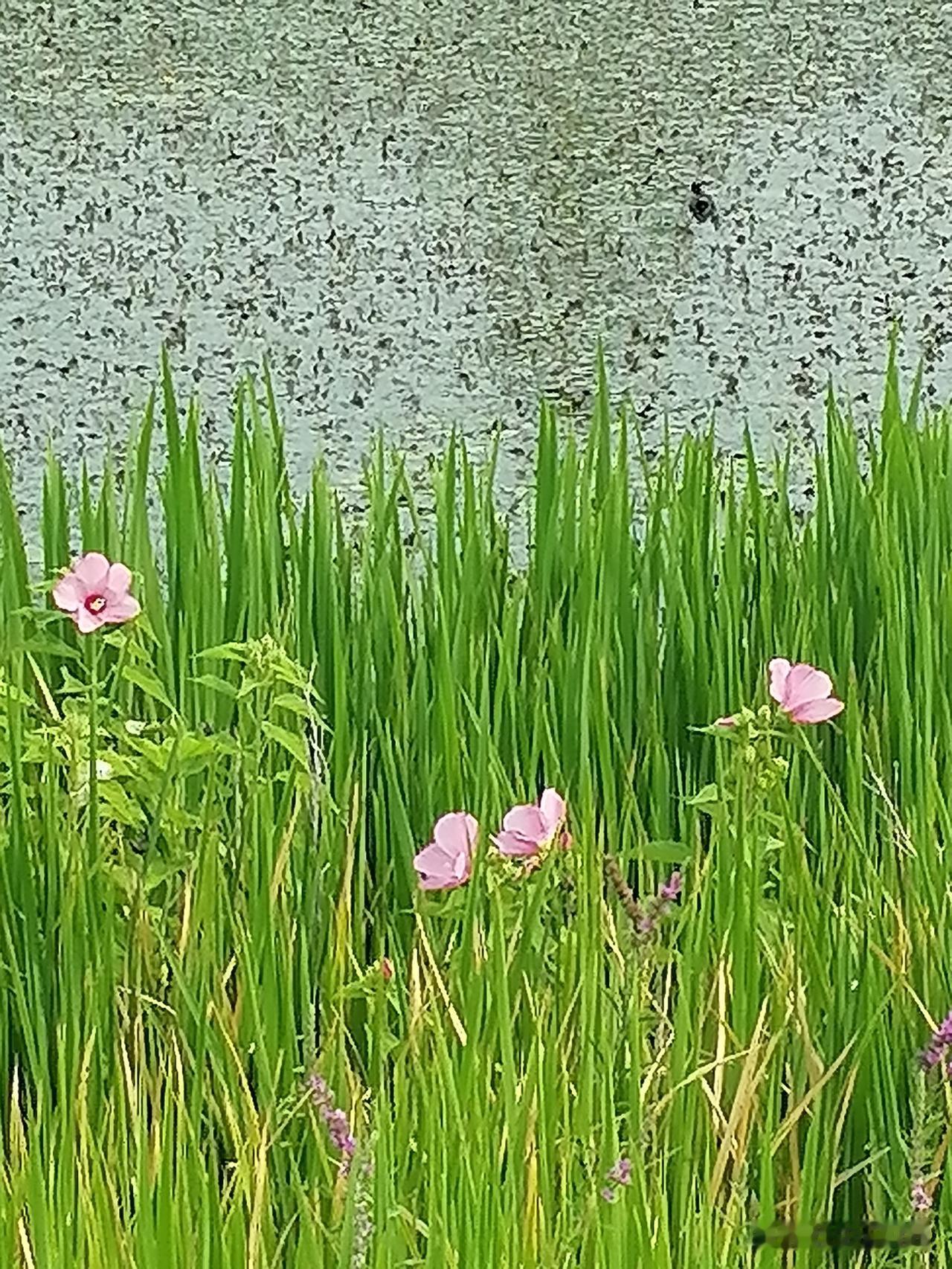 随手拍河岸边的风景夏日的河畔，粉红色的花朵，格外妩媚动人。你能叫上这朵花的名字吗