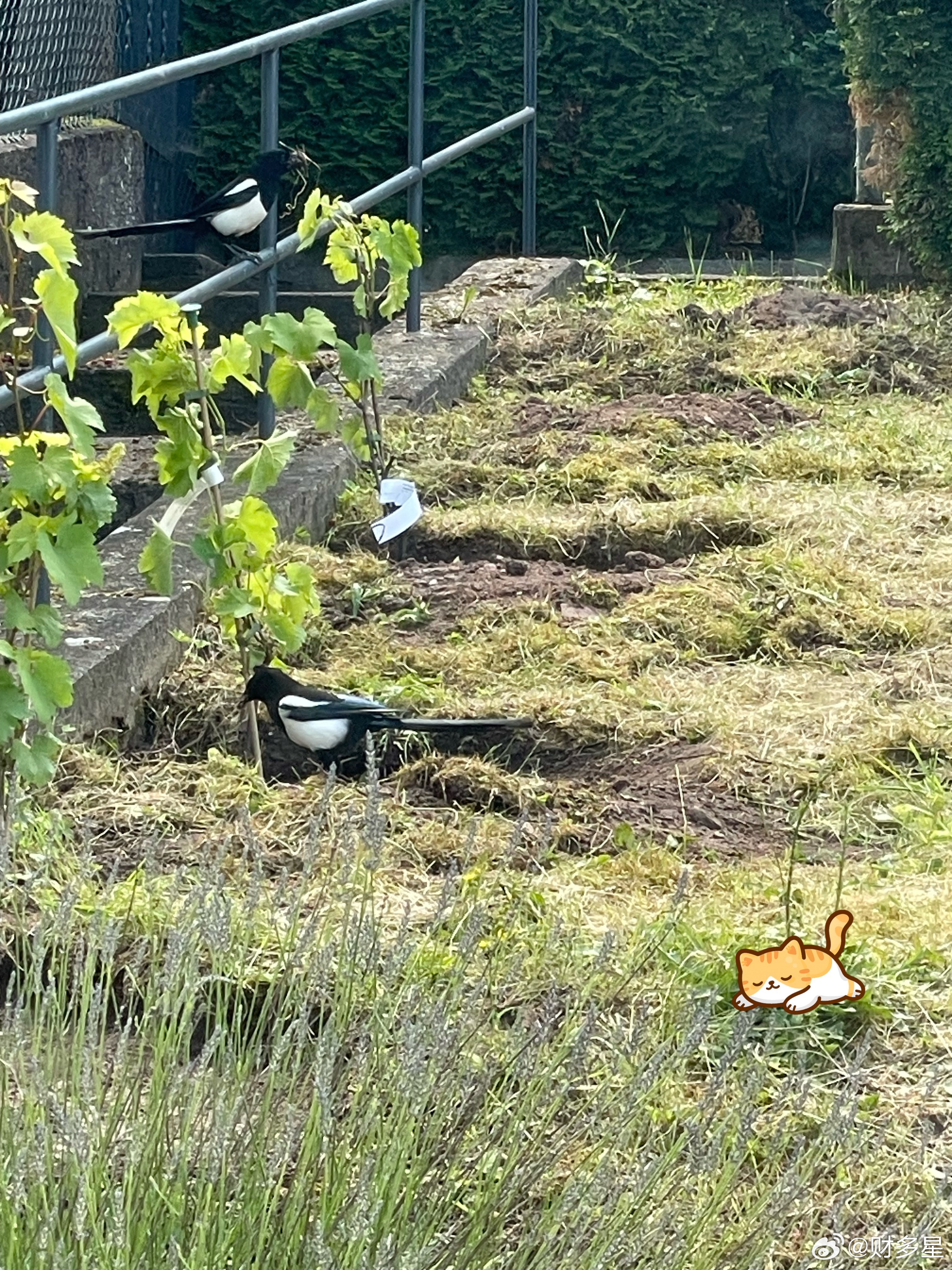 种了两棵葡萄来了两只喜鹊刨地找虫吃，吃饱了叼了满嘴枯草，是要去筑巢吗？ 