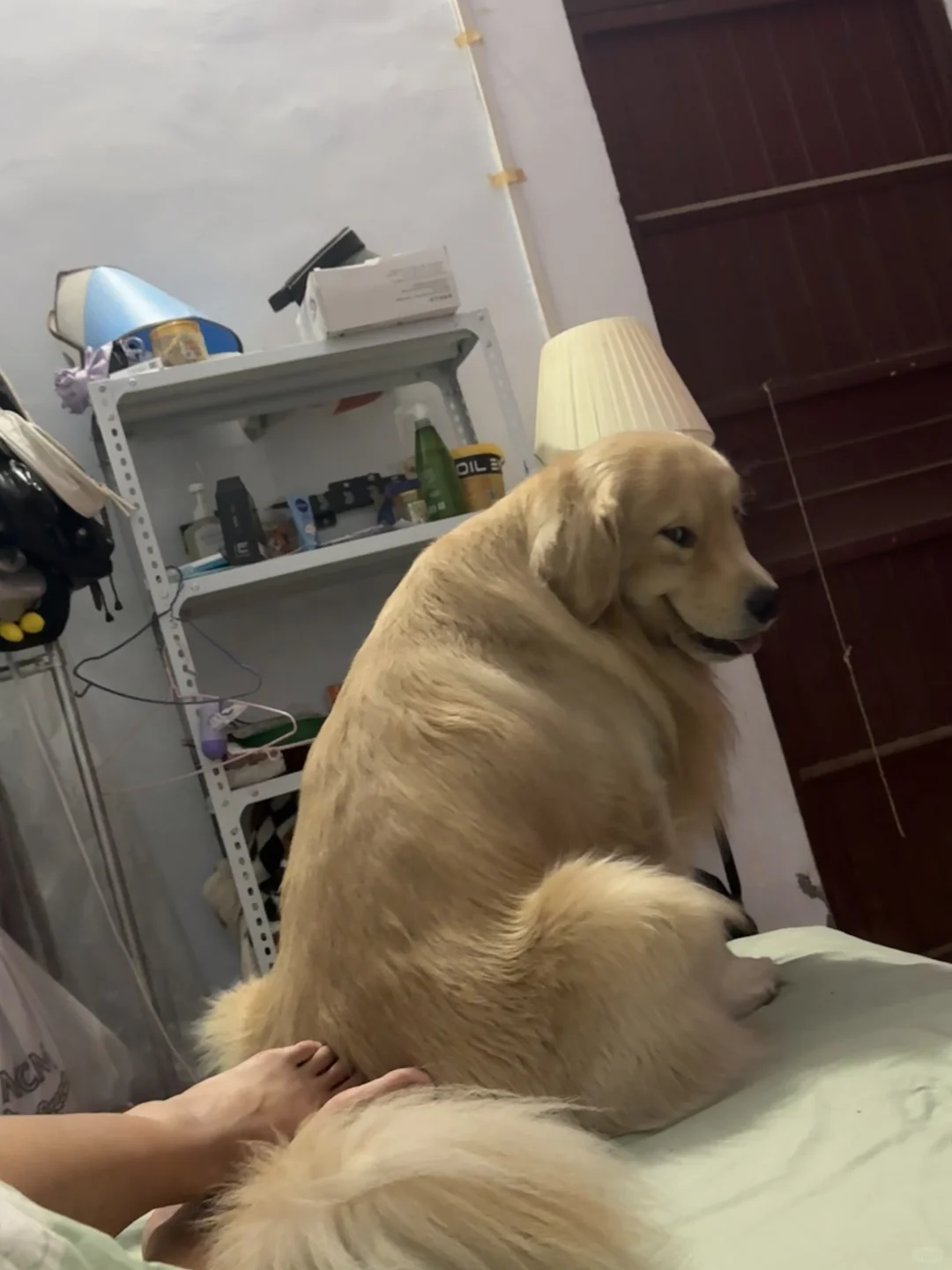 别看它可爱！把家里弄干净也是真厉害！