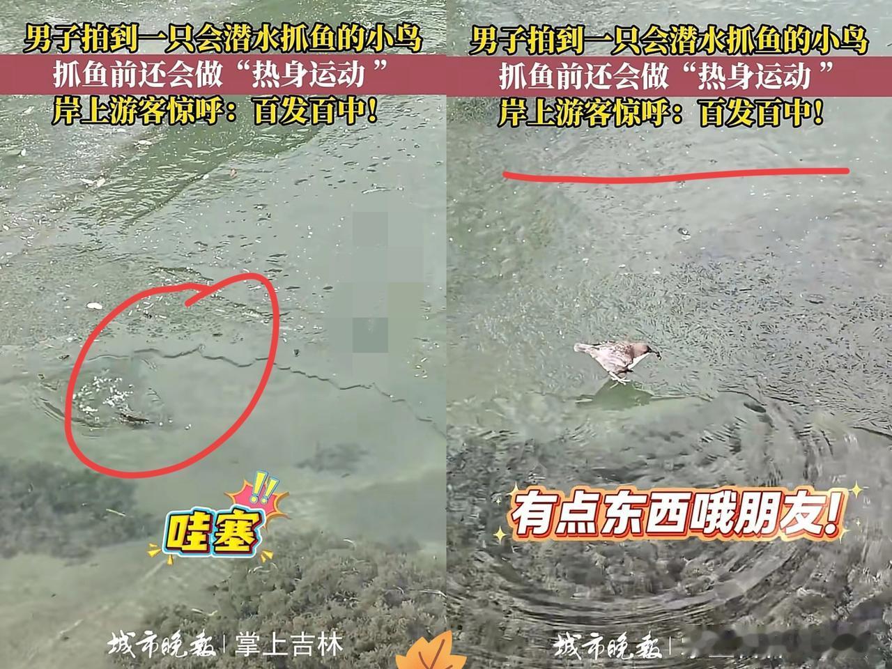 这只鸟上人民日报了！四川四姑娘山景区，几名游客在河水冰面上发现了一只小鸟，原本没