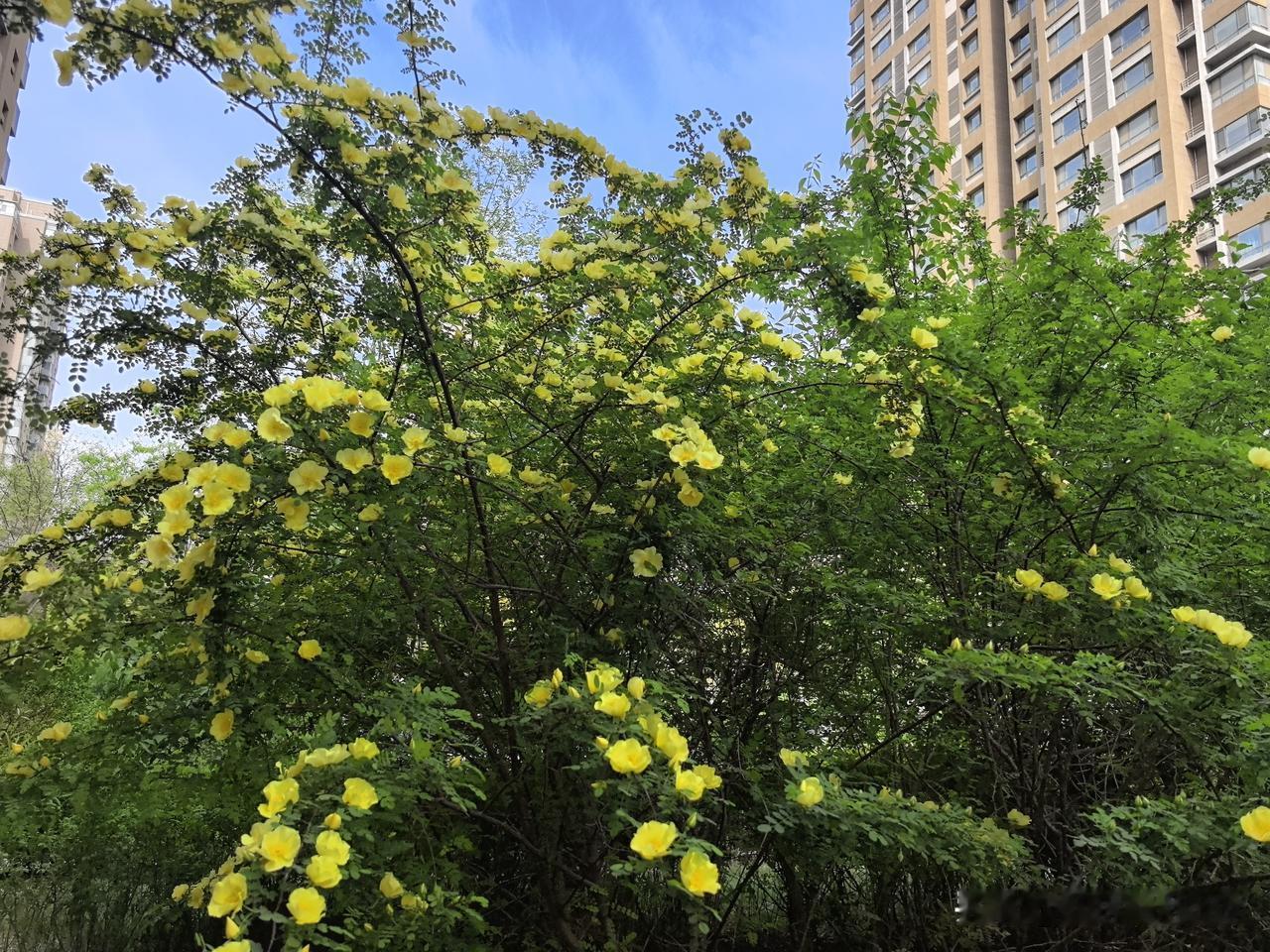 风拂草木添诗意，小区美景入镜来。