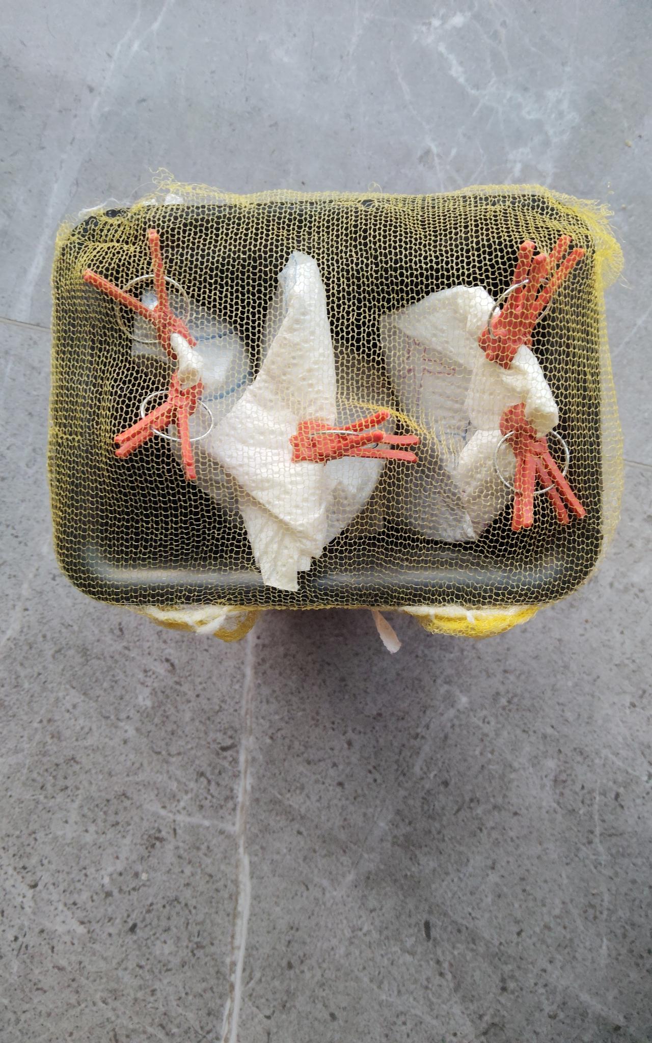 回答友友的问题：朱顶红除了温度还要啥要注意？
                 