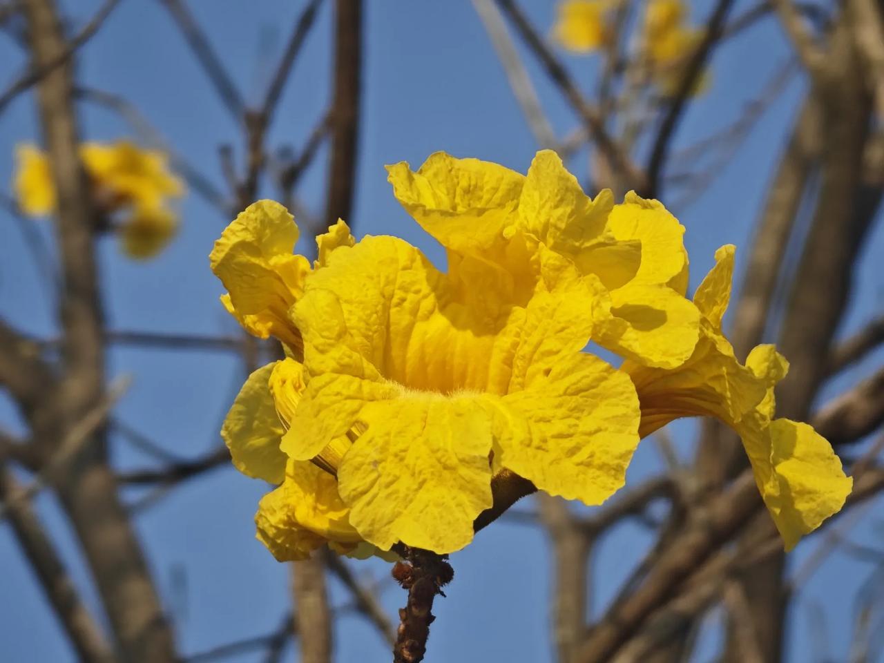 黄花风铃木植物如其名，鲜黄色的小花就像一个个小铃铛、小喇叭。风铃木属（Handr