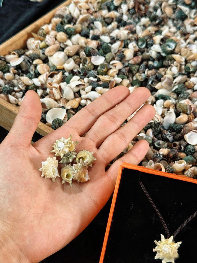 #赵小童海马螺贝壳做成的太阳项链##赵小童自制海马螺项链# 赵小童自制海马螺项链