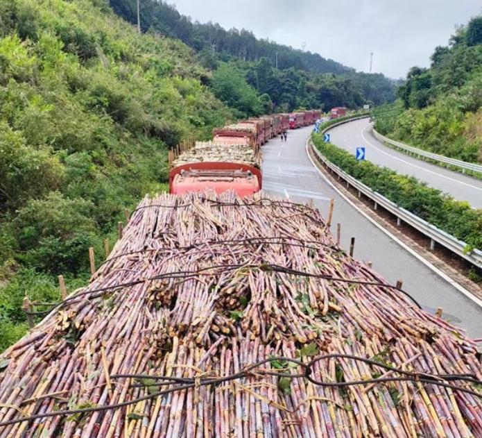 老挝甘蔗在10月底开始进入国内榨糖！
老挝甘蔗每年都在大批量的进入咱们国内榨糖，