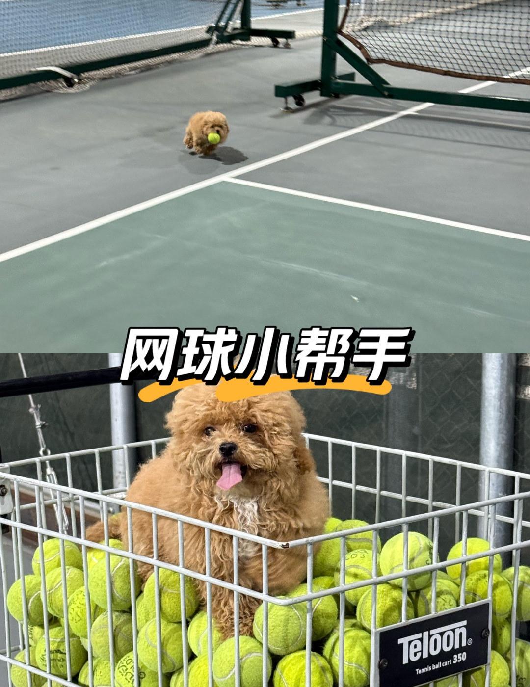 📍番禺钟村EC网球馆｜被一只小狗治愈的网球
📍广州 EC TENNIS网球俱