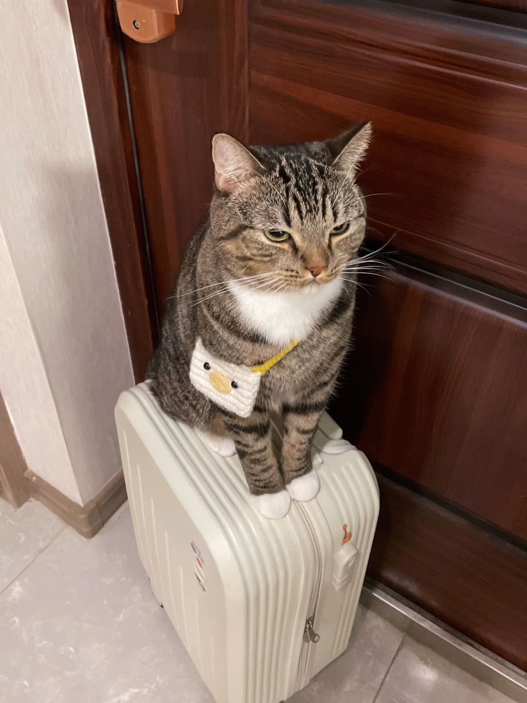 为什么不让小猫咪去坐高铁！