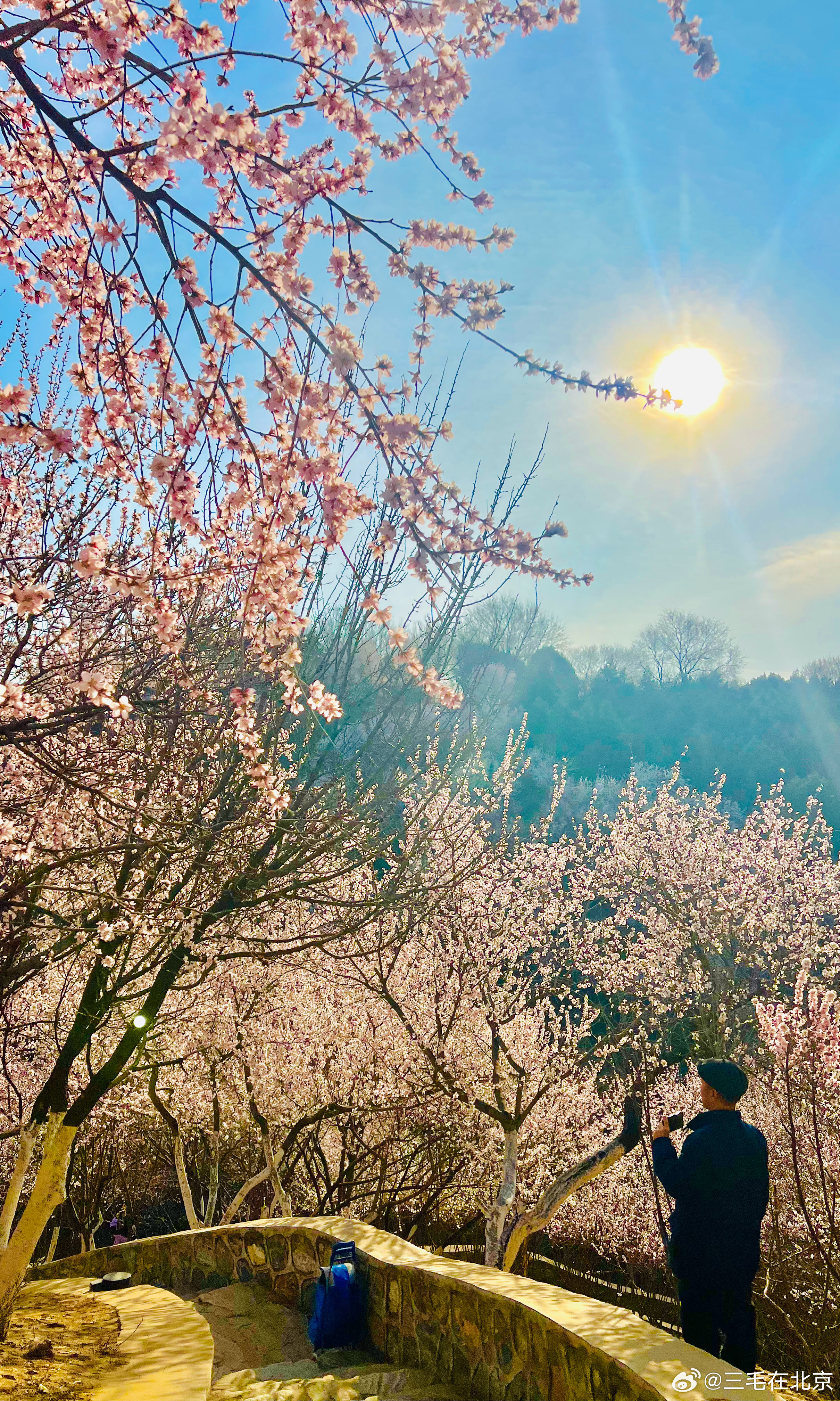  园博园 鹰山桃花谷 远眺定都阁摄影北京满城春色