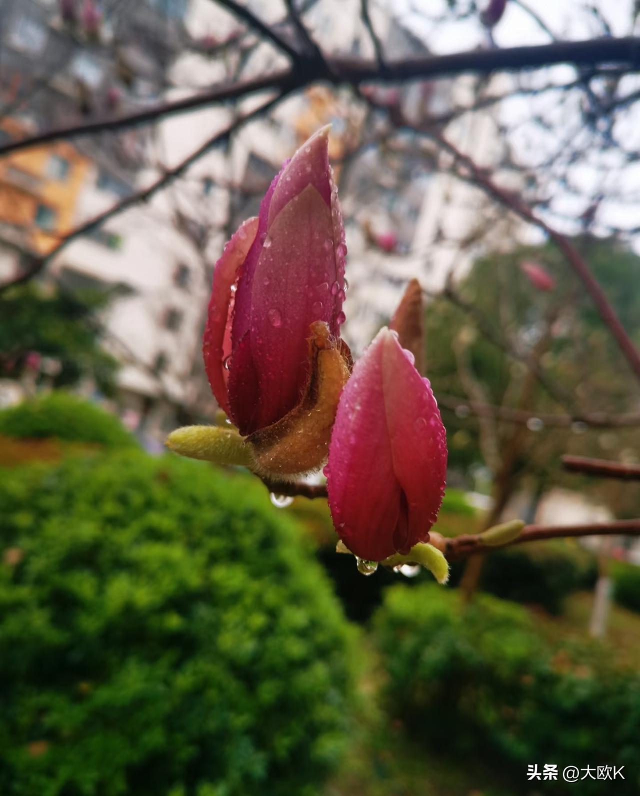 雨落青檐，春归人间！
春雨贵如油，润物细无声。
雨在与花儿低语，花儿在为雨漫舞。
