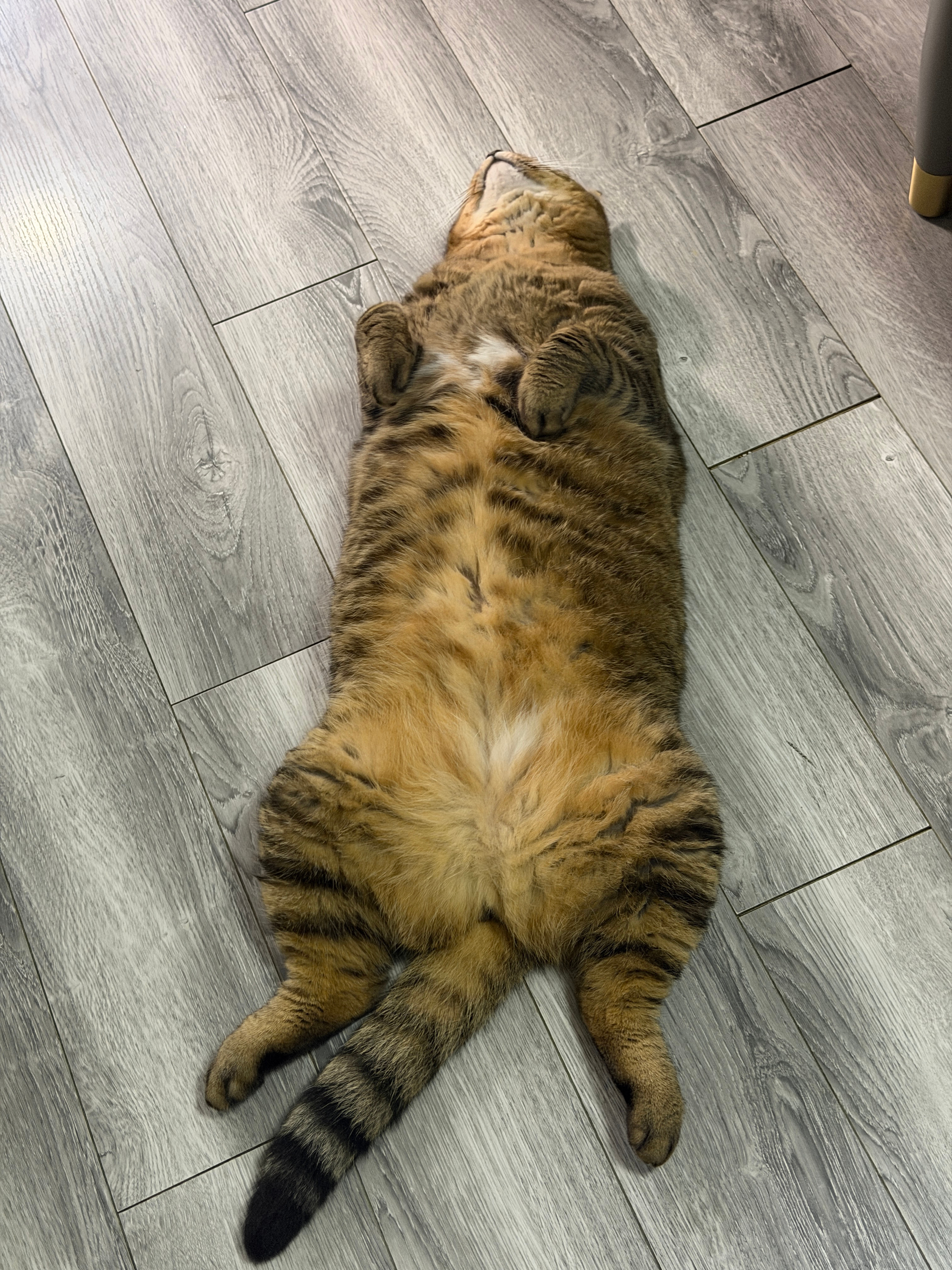 晚安大卡车！小猫狸花猫 ​​​