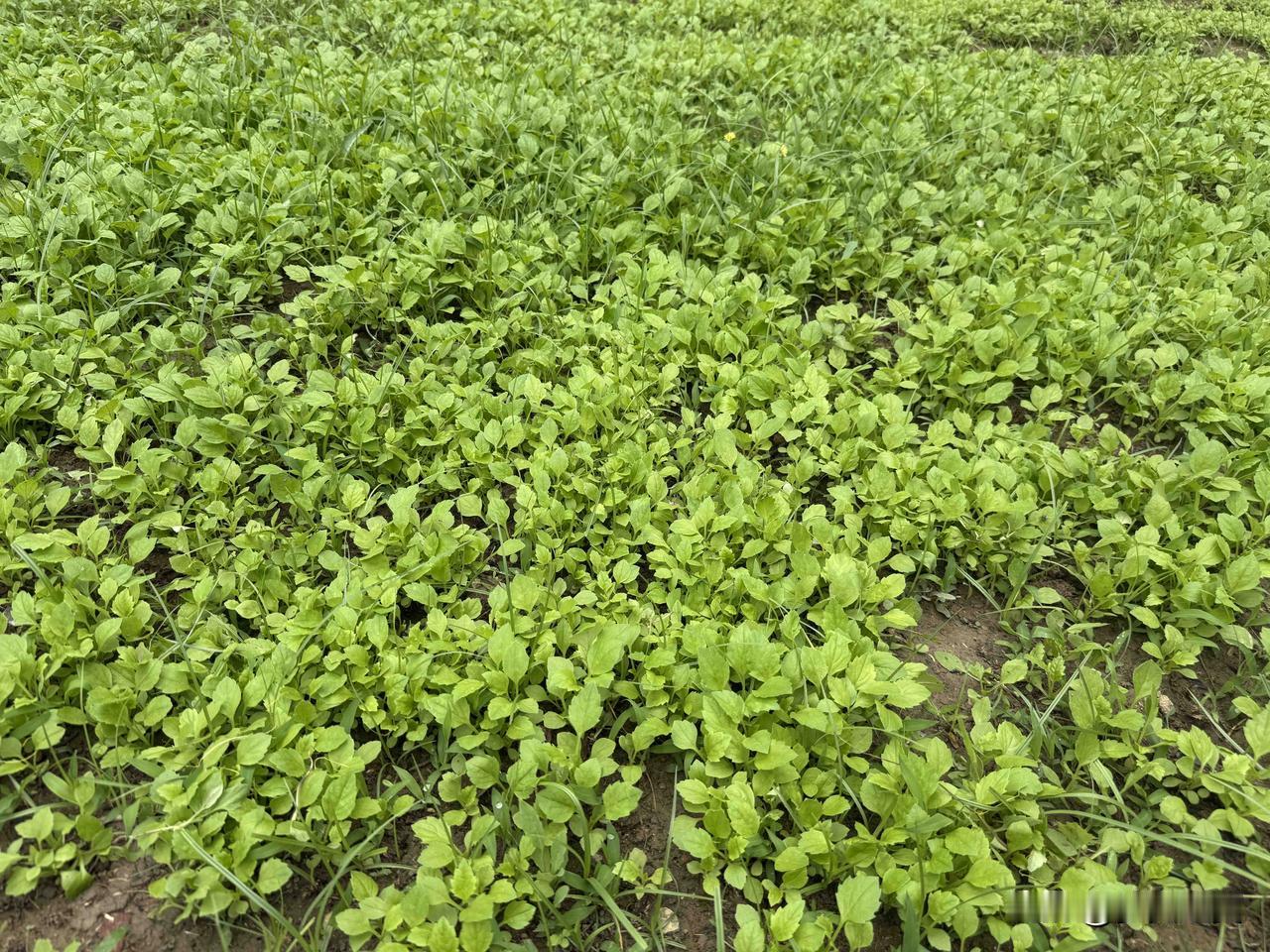 【小对联】
上：……？
下：四季青。