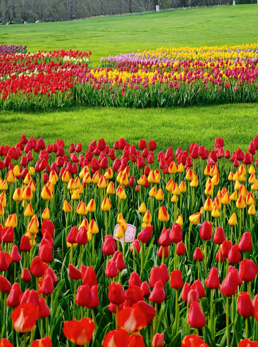 和春天来一场约会吧，美好的春天