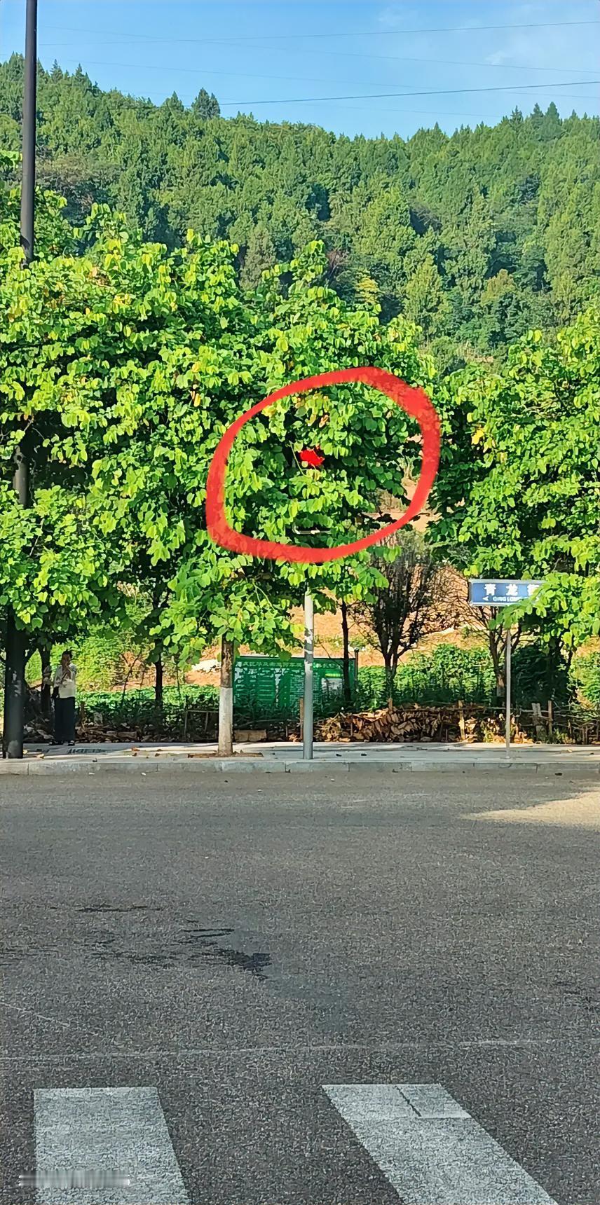 红绿灯被树叶遮挡，存在严重的交通安全隐患。地点在南充市顺庆区妇幼保健医院外的丁字