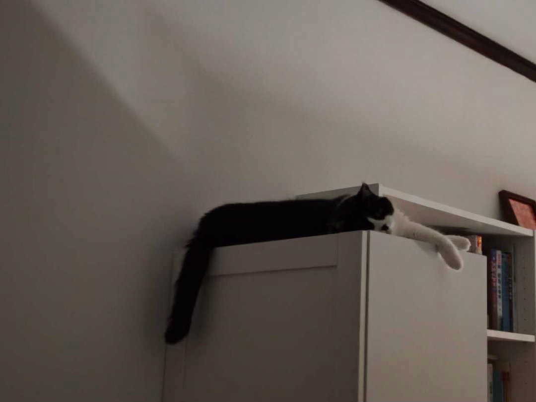 我暂时不会流淌到地上daily奶牛猫 （投稿：） 
