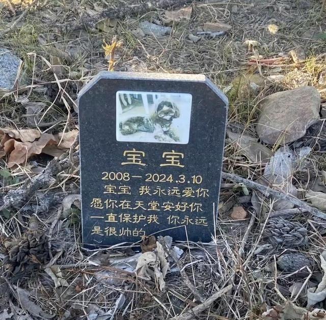 现在养宠物确实有些乱象。宠物成了“小祖宗”，大家花钱多，但坑也多。什么奇葩保健品