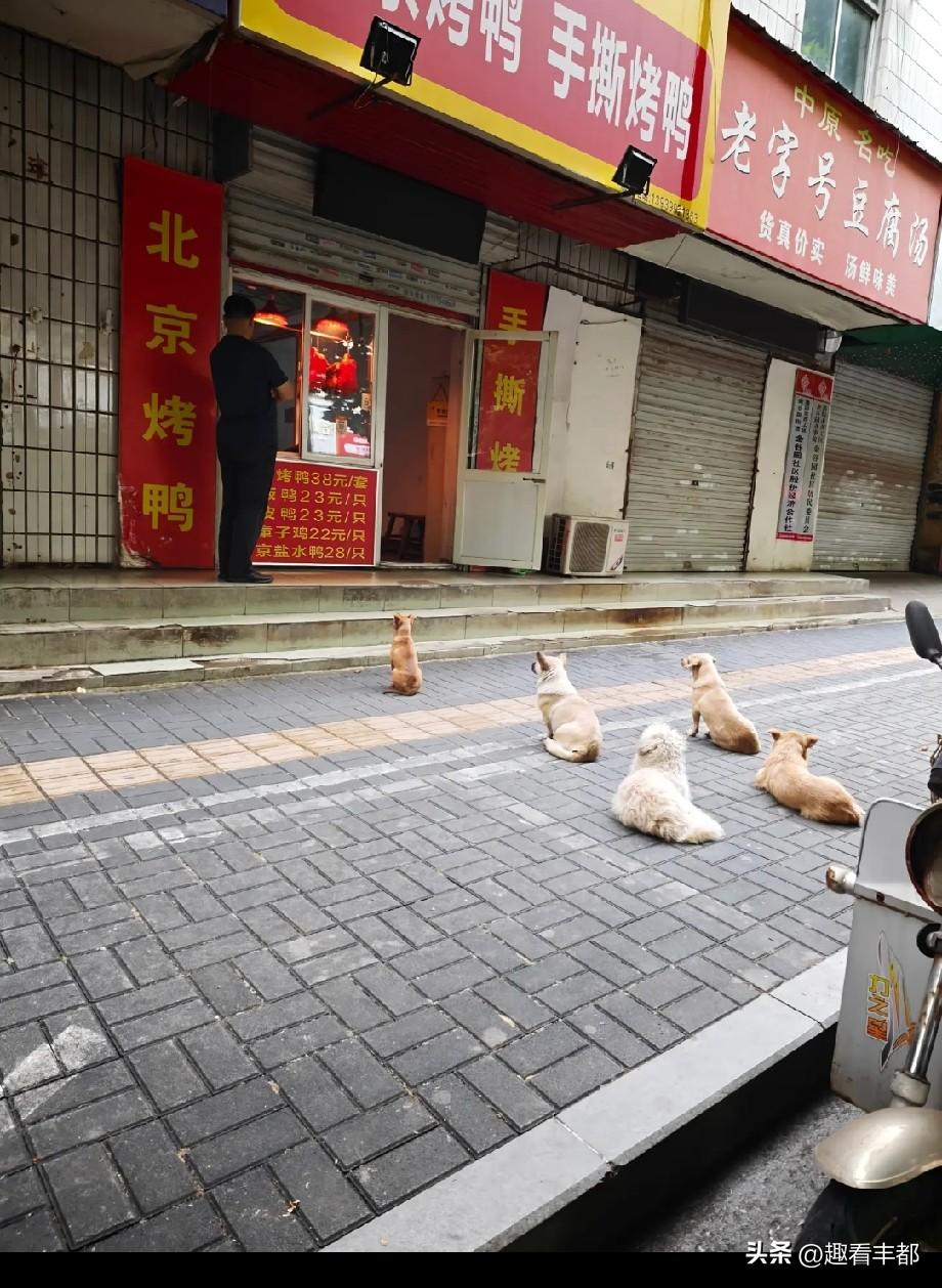 狗子们坐排排，等待烤鸭店发放“救济粮”！