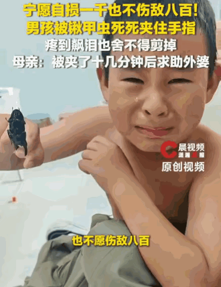 宁愿自损一千，不伤爱虫八百！江苏淮安一名昆虫迷男孩，平日把锹甲虫当成心头珍宝，日