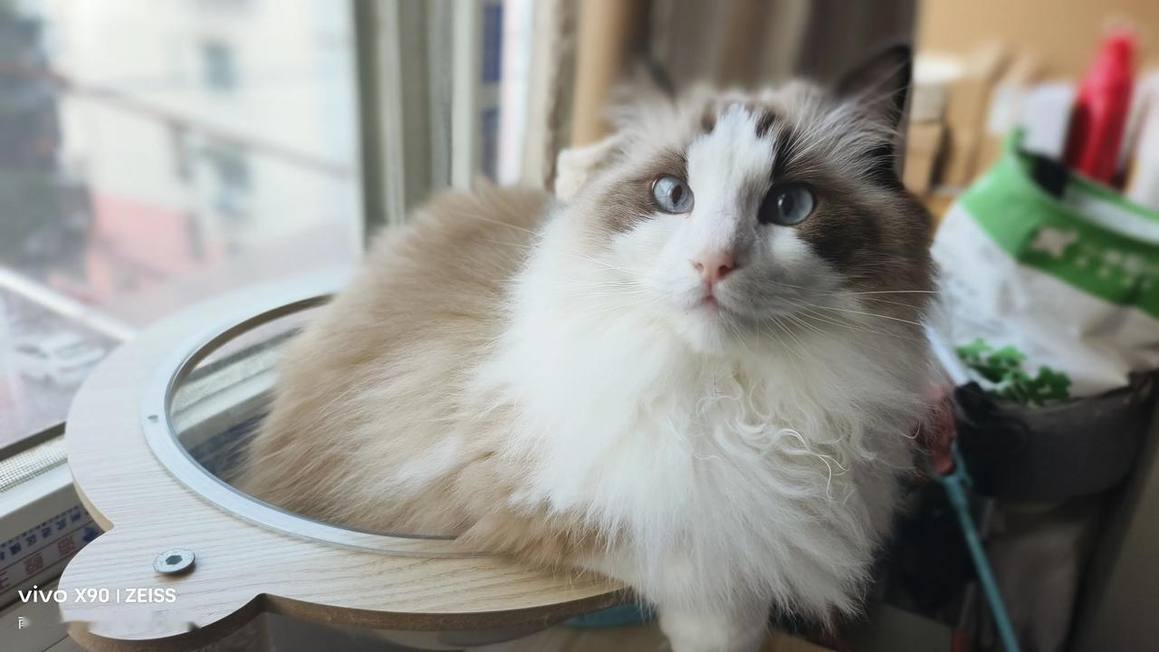 发一张你相册里的小猫咪可乐小妞随时都是高冷的样子，我都在怀疑你的前生是不是哪个皇