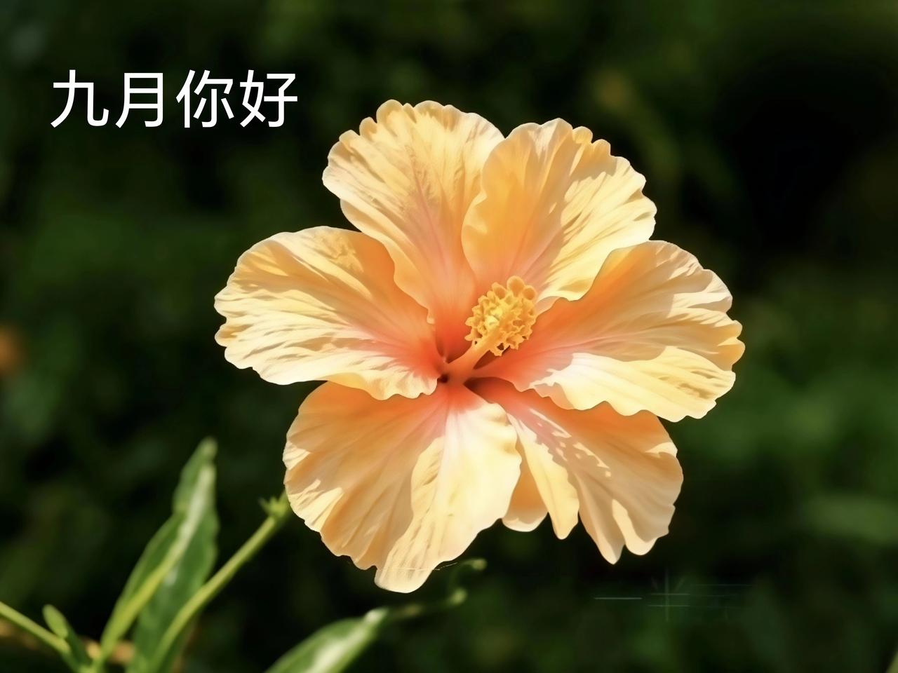 晒图笔记大赛 九月的清晨，漫步在花园，被眼前的花儿狠狠拿捏了！
瞧那朵粉花，花瓣