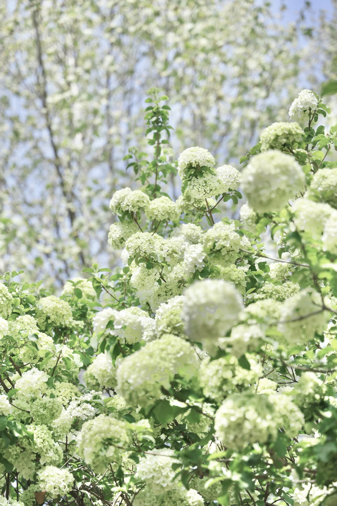 武汉4月木绣球顶流！这几个地方已经开爆啦！