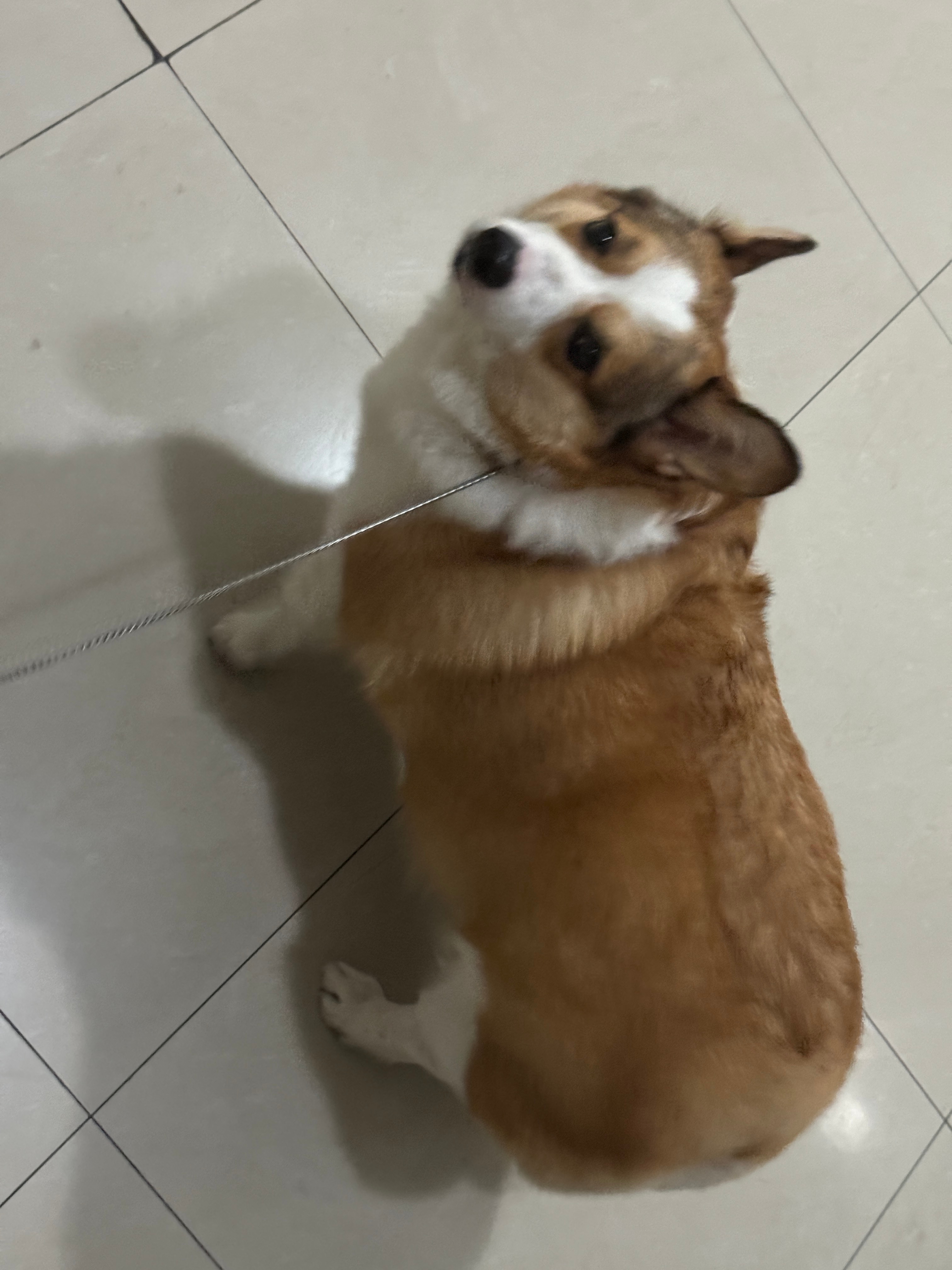 虽然柯基有全年掉毛、对狗不友好、做梦放臭屁、玻璃肠胃、贪嘴贪吃……等缺点，但是它