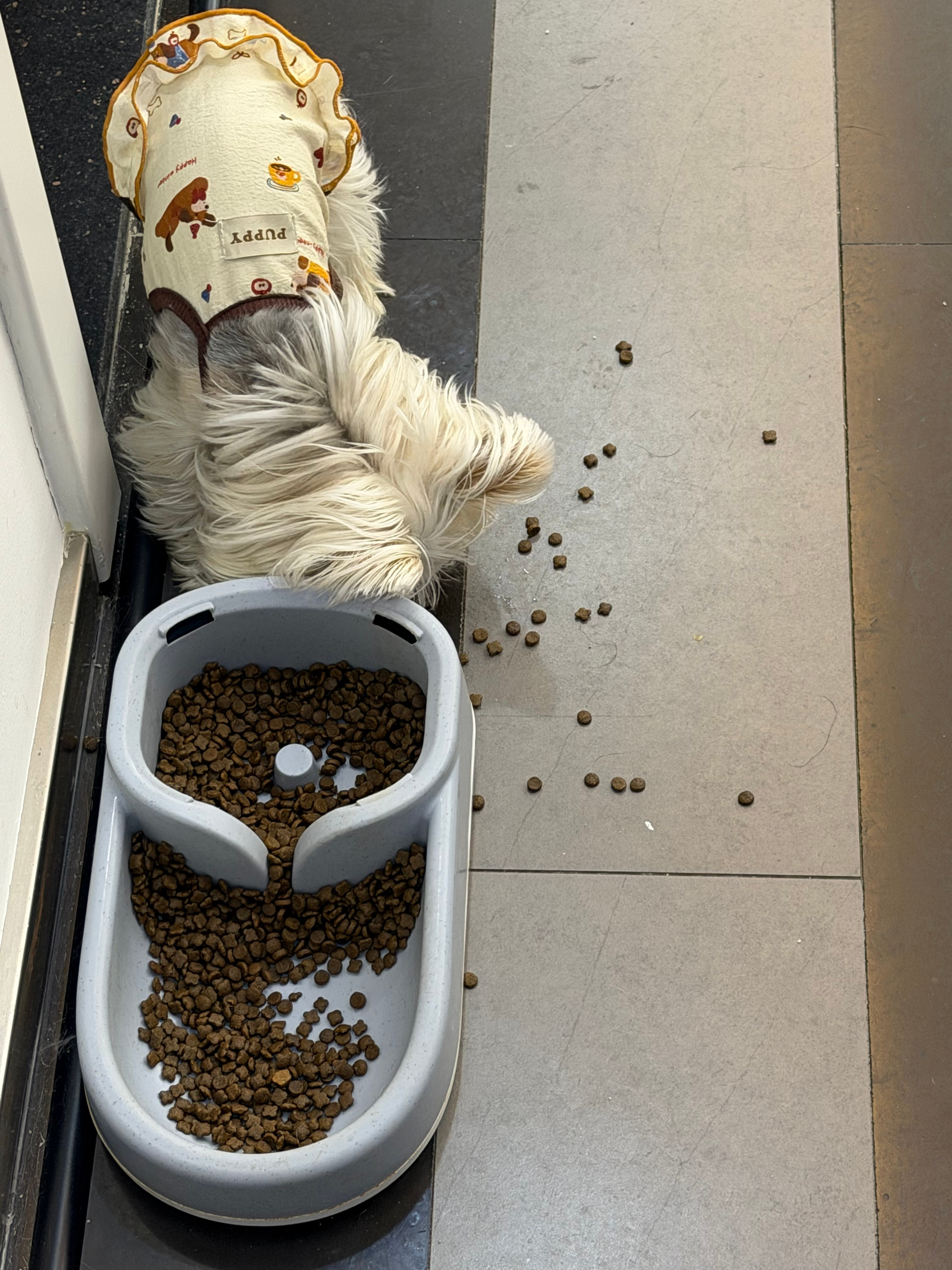 而且她吃狗粮还会一颗一颗地叼出来外面吃十宗罪加一 