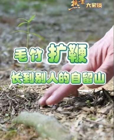 福建南平，男子在自己的林地上种了一片毛竹，毛竹扩鞭到了邻居的林地上。他招呼也不打