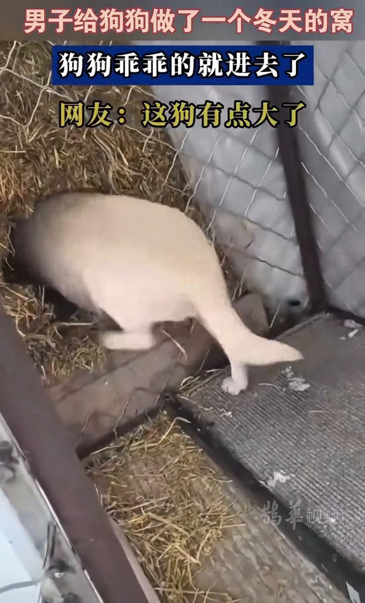 男子给狗狗做了一个冬天的窝，狗狗乖乖的就进去了。网友：这狗有点大了。
视频来源：