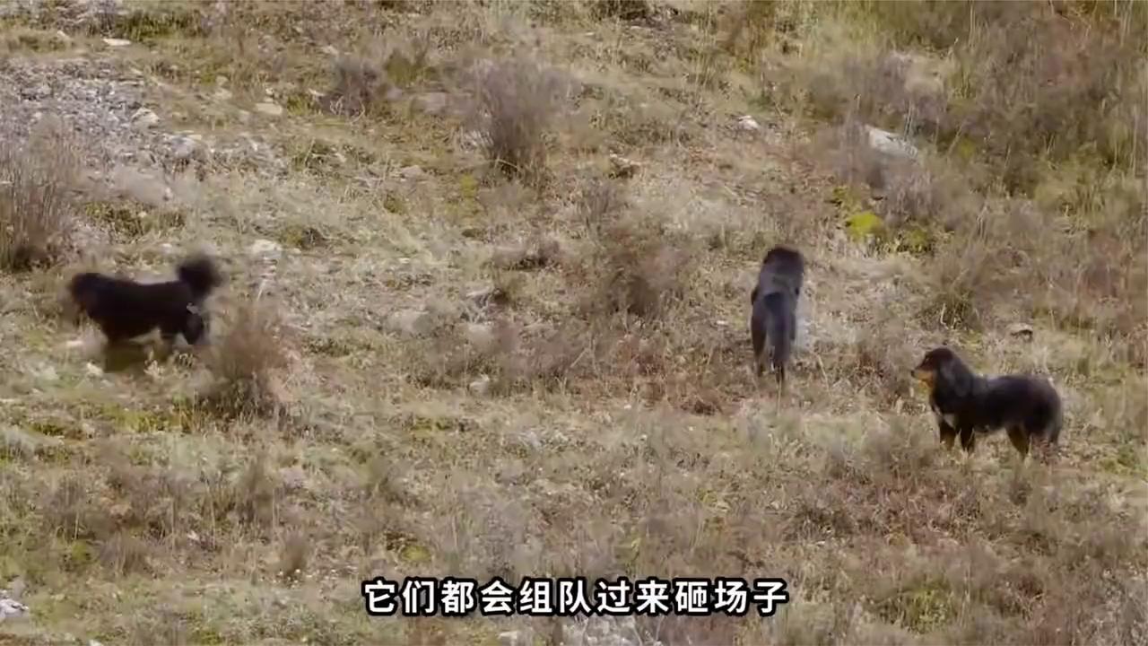 不可多见，数只藏獒围攻一只雪豹，结局令人捧腹大笑。