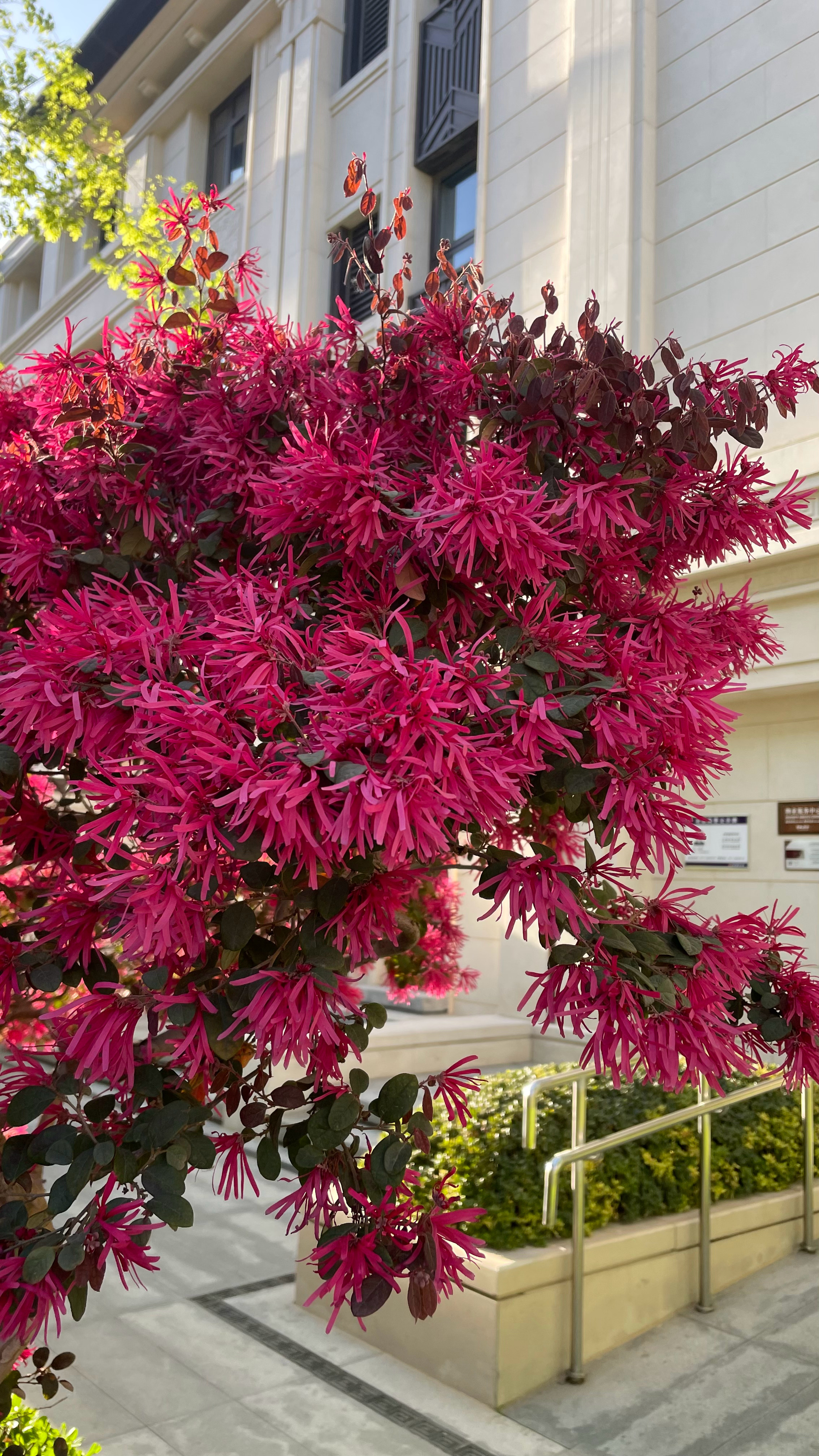 它是细碎的却又是那么热烈的 