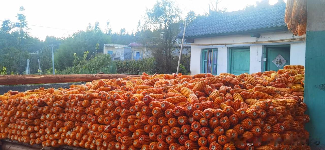 别人的国庆：奔赴景区、堵车赶路、人挤人。
我们一家的国庆：回乡下老家，陪父母收包