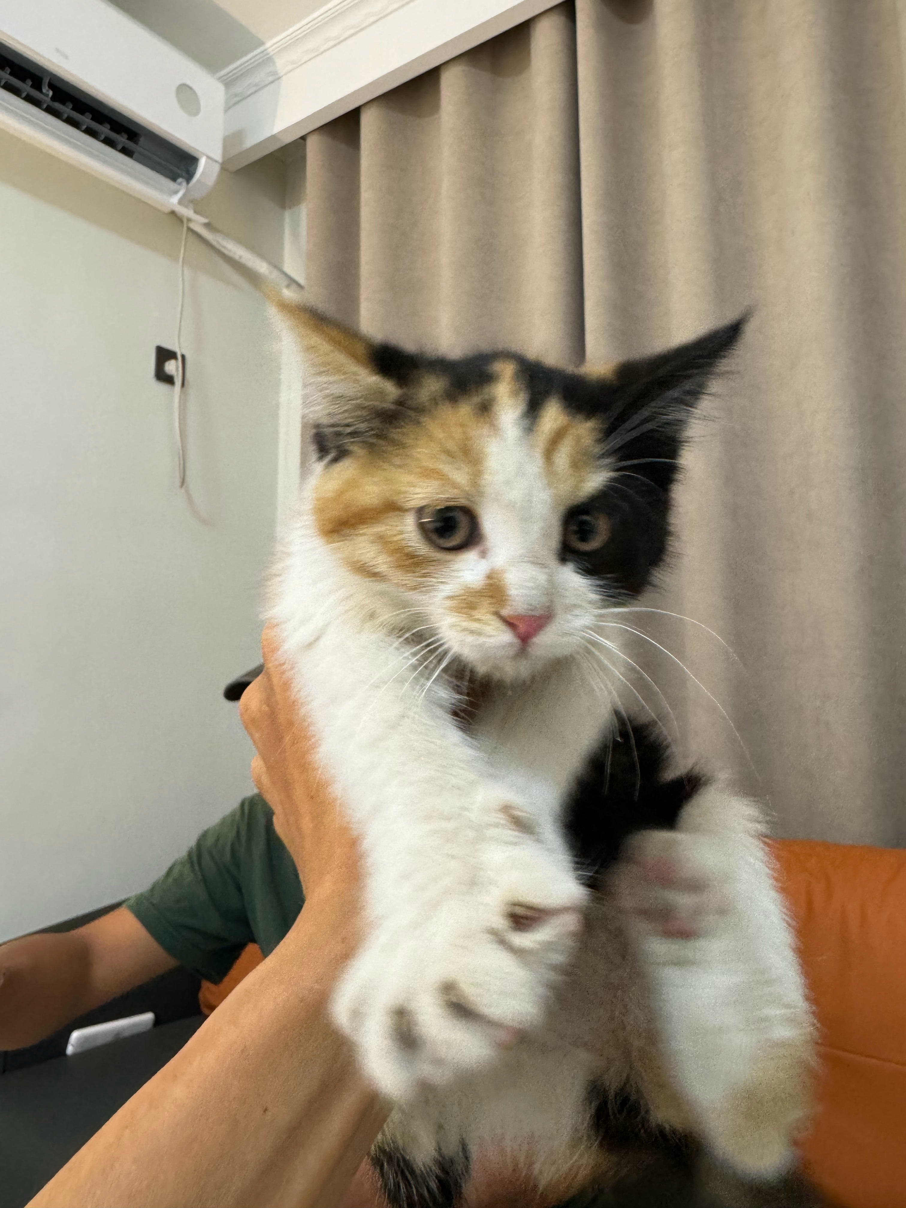 自动上车的小猫喔长大了还能帮忙一起挖车[doge]很好 ​​​