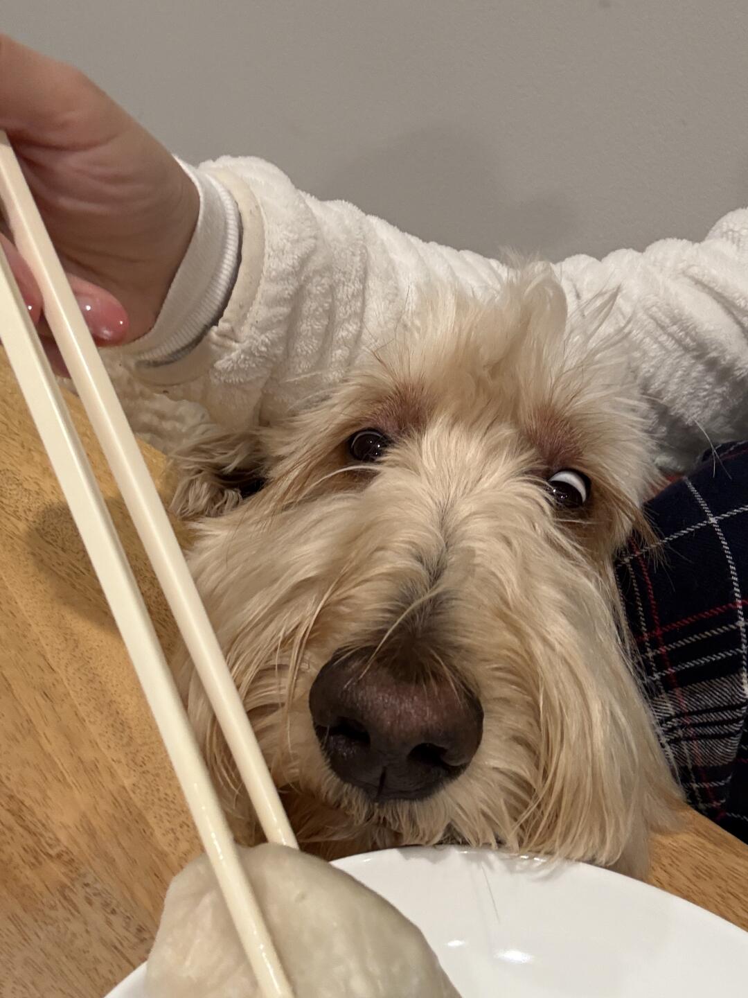 饺子旁边的空气都是香的🥟