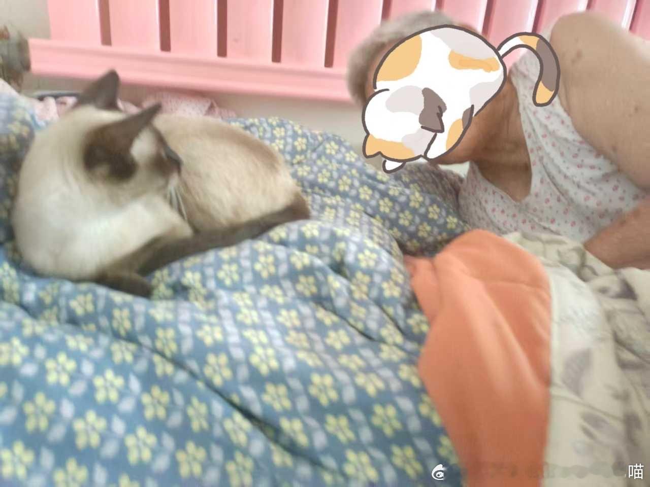 49667【心灵丑】邪恶坏猫就这样趴在眼神不好的老太太床上，使得老太太在躺下之前